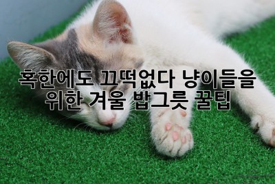 혹한에도 끄떡없다! 냥이들을 위한 겨울 밥그릇 꿀팁 🐾❄️