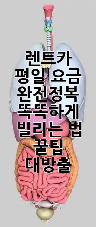 🚗 렌트카 평일 요금 완전정복! 똑똑하게 빌리는 법 꿀팁 대방출 🍯